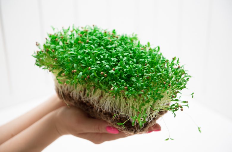 Ultimate Guide to Growing Microgreens￼