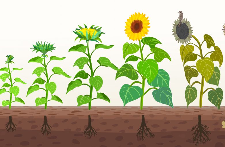 How to Grow Sunflower Microgreens￼